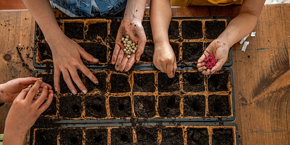 Hands holding seeds over pots of soil